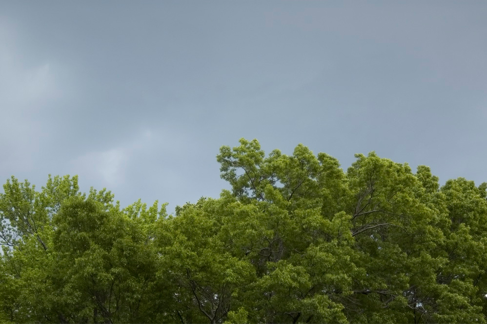 Botanical Clouds 2